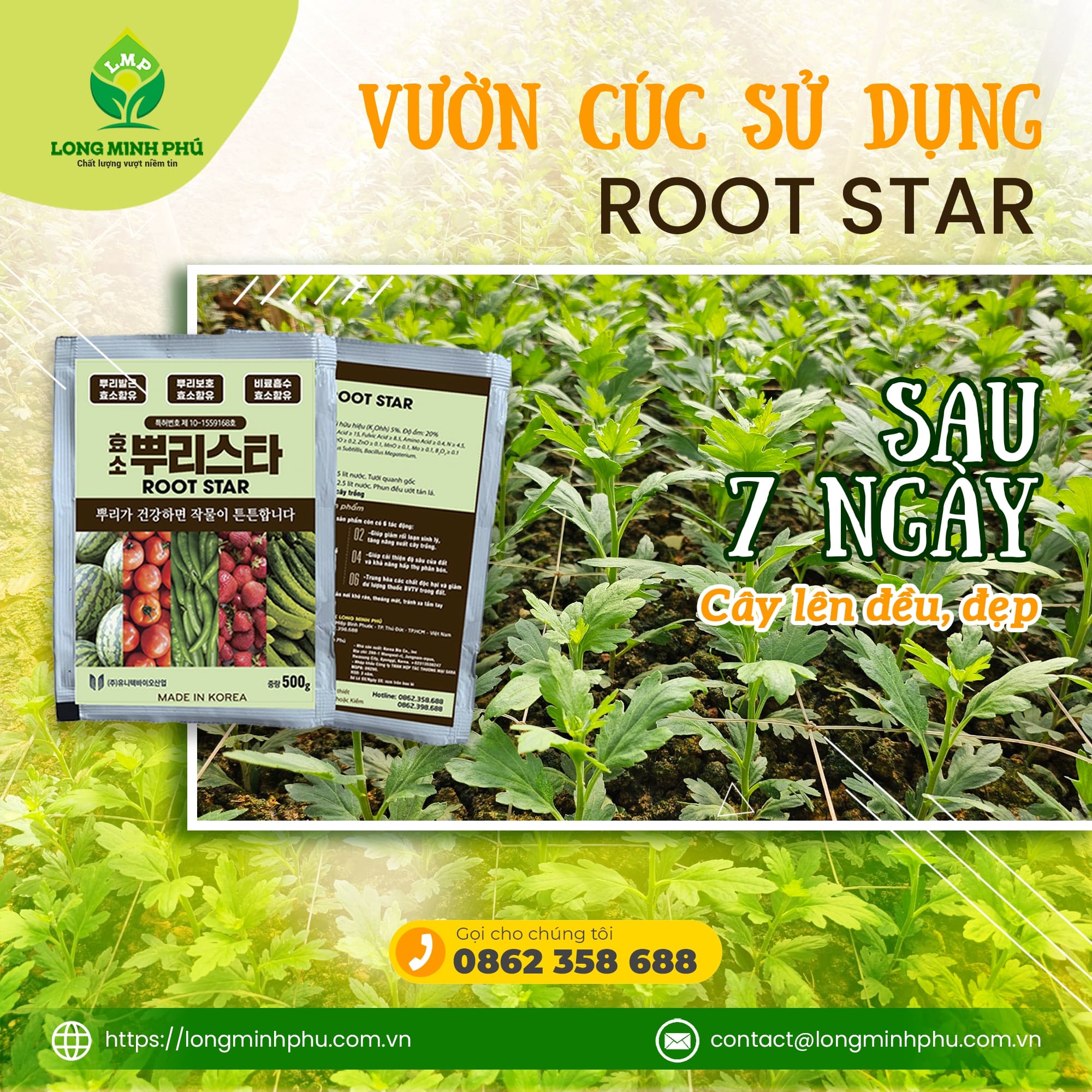 ROOT STAR