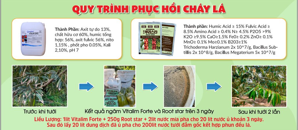 benh-chay-la-cay-sau-rieng