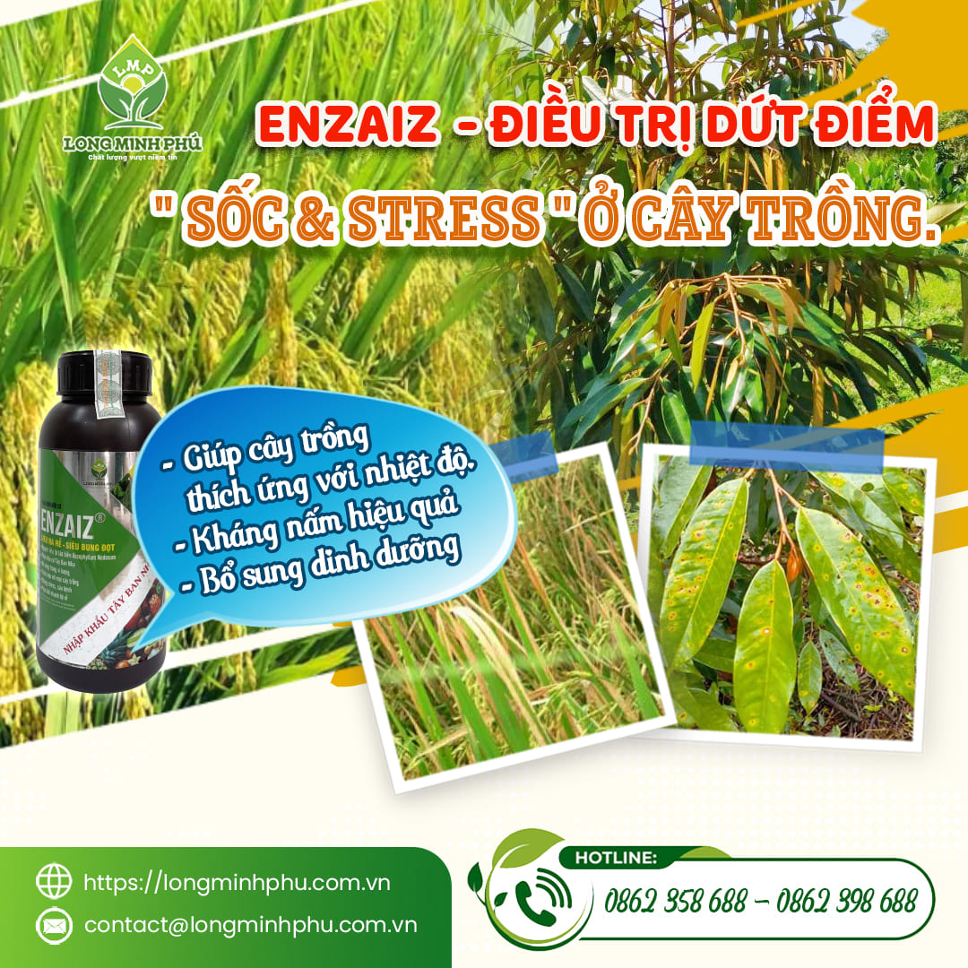 CÂY TRỒNG BỊ SỐC VÀ STRESS