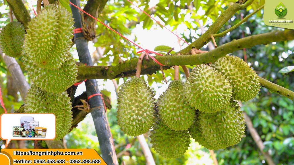 cham-soc-sau-rieng-mua-mua
