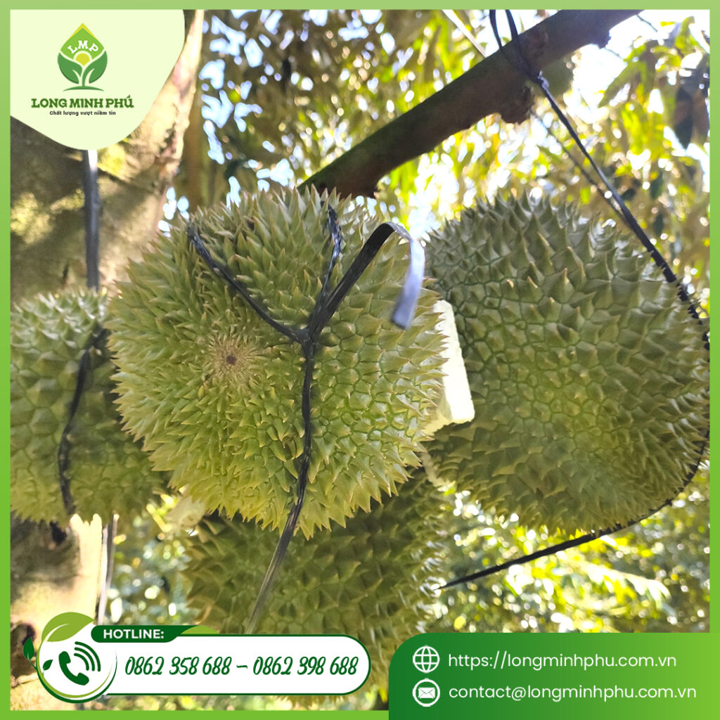 BỆNH NẤM TRÁI