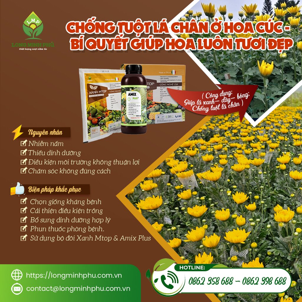 tuột Lá Chân Ở Hoa Cúc