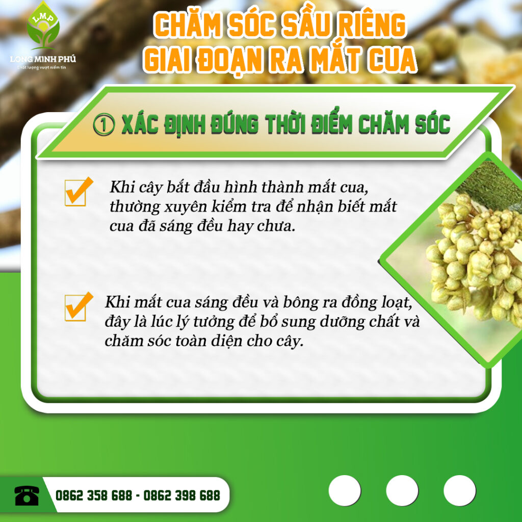 SẦU RIÊNG RA MẮT CUA