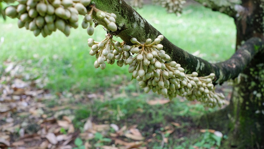 sầu riêng không ra mầm