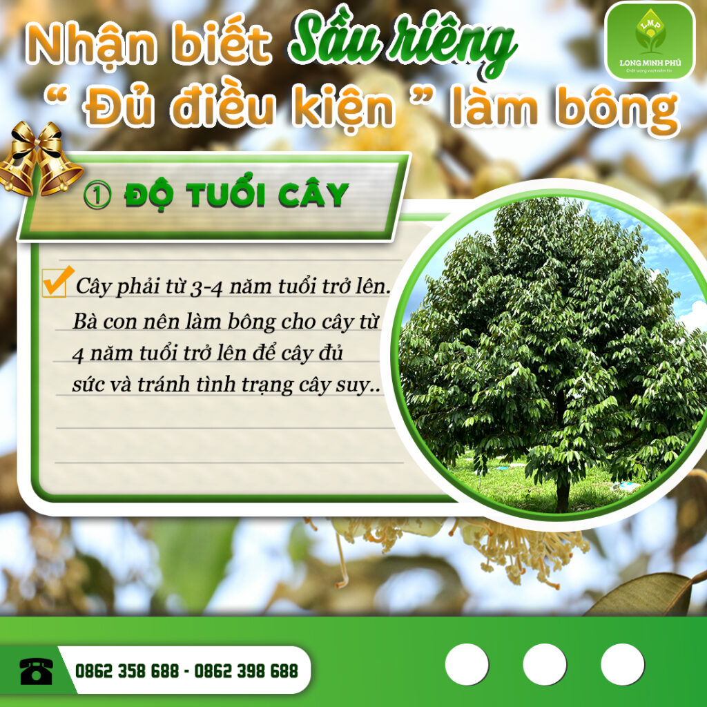 DẤU HIỆU SẦU RIÊNG RA HOA
