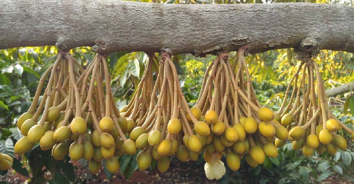 lam-bong-sau-rieng