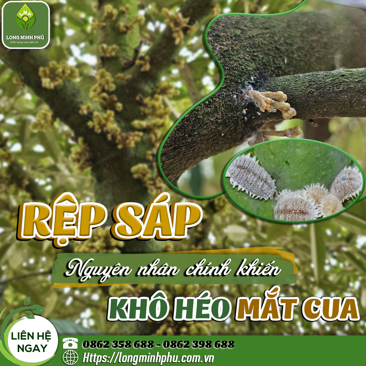 RỆP SÁP