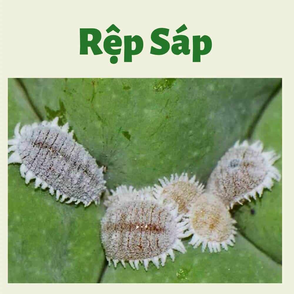 RỆP SÁP