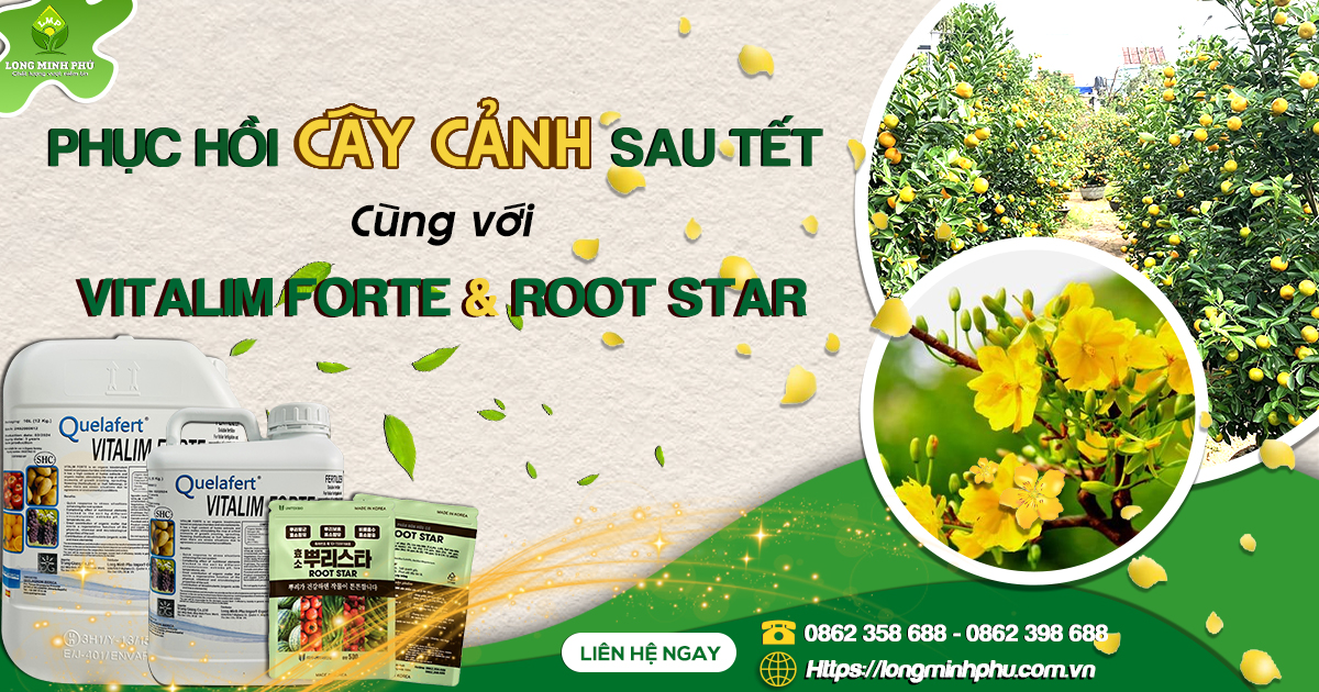 PHỤC HỒI CÂY