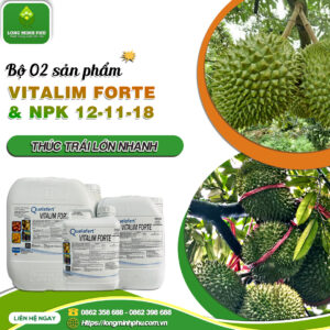 thúc trái lớn nhanh