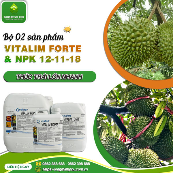 thúc trái lớn nhanh
