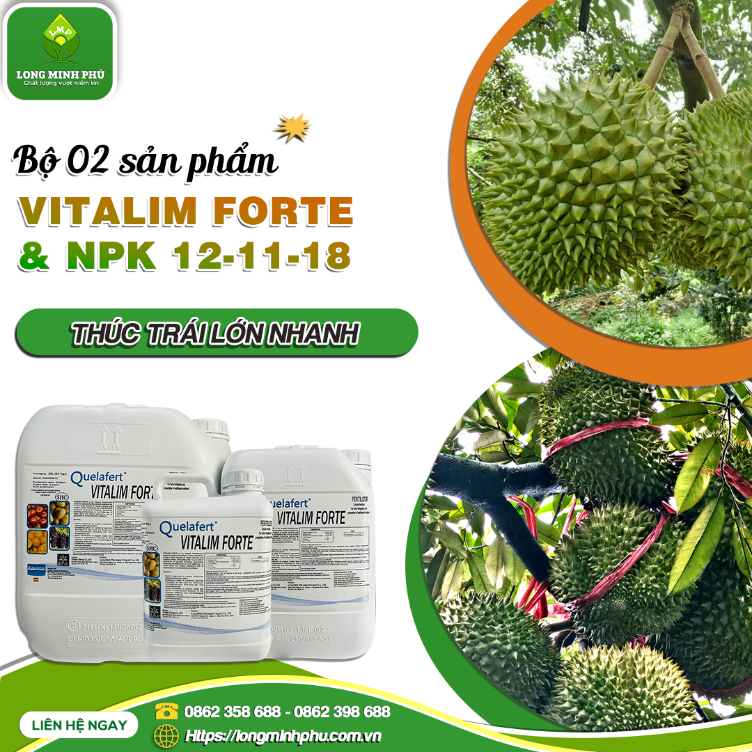 thúc trái lớn nhanh