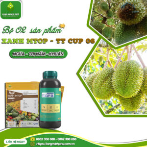 BỘ ĐÔI NGỪA, TRỊ NẤM – KHUẨN