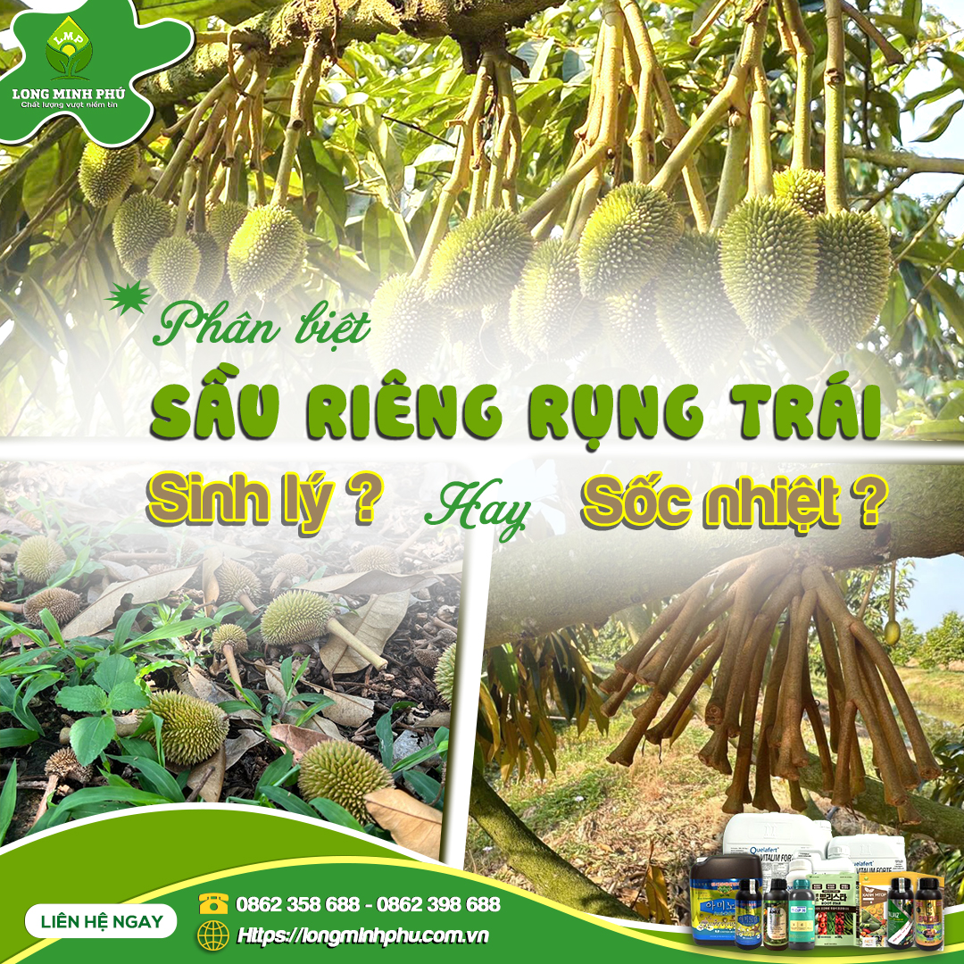 RỤNG TRÁI SẦU RIÊNG