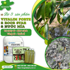 trị cháy lá