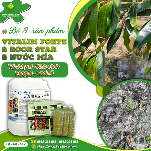 trị cháy lá