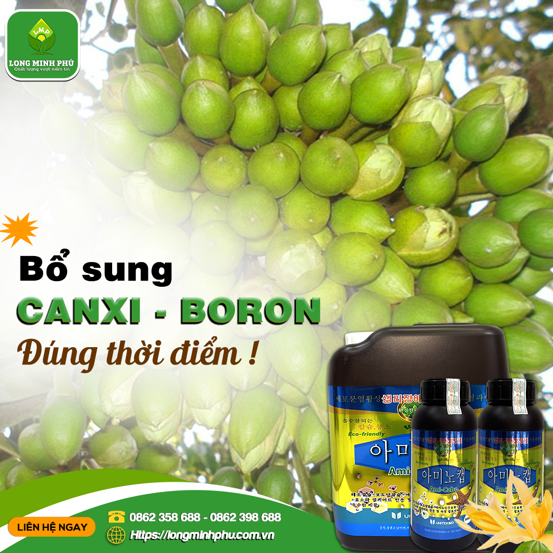 CANXI BORON