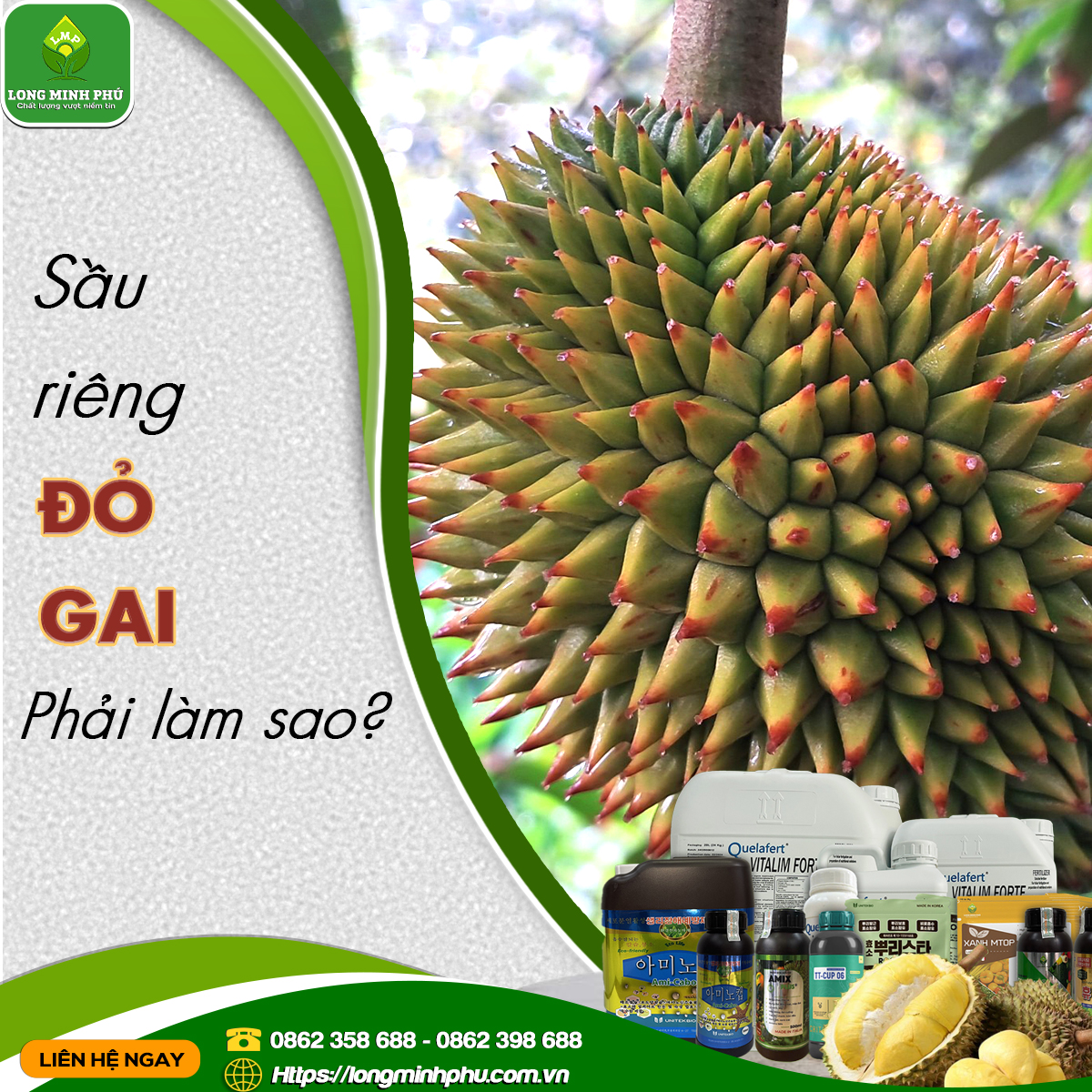 SẦU RIÊNG ĐỎ GAI BỂ GAI