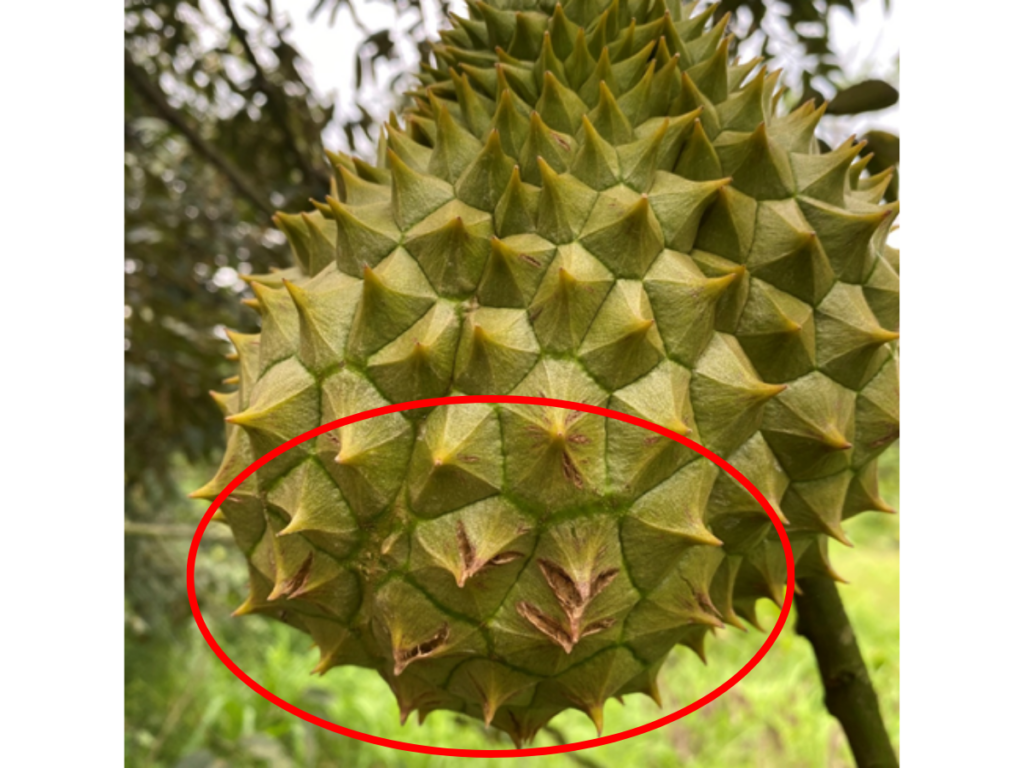 SẦU RIÊNG ĐỎ GAI, BỂ GAI 