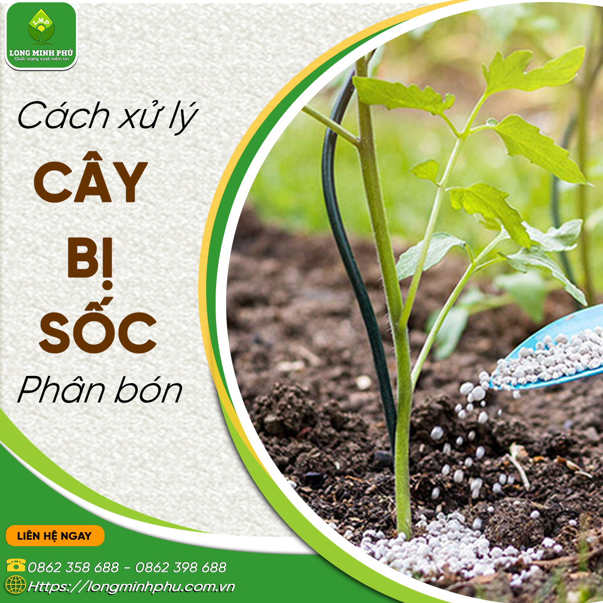cây bị sốc phân bón