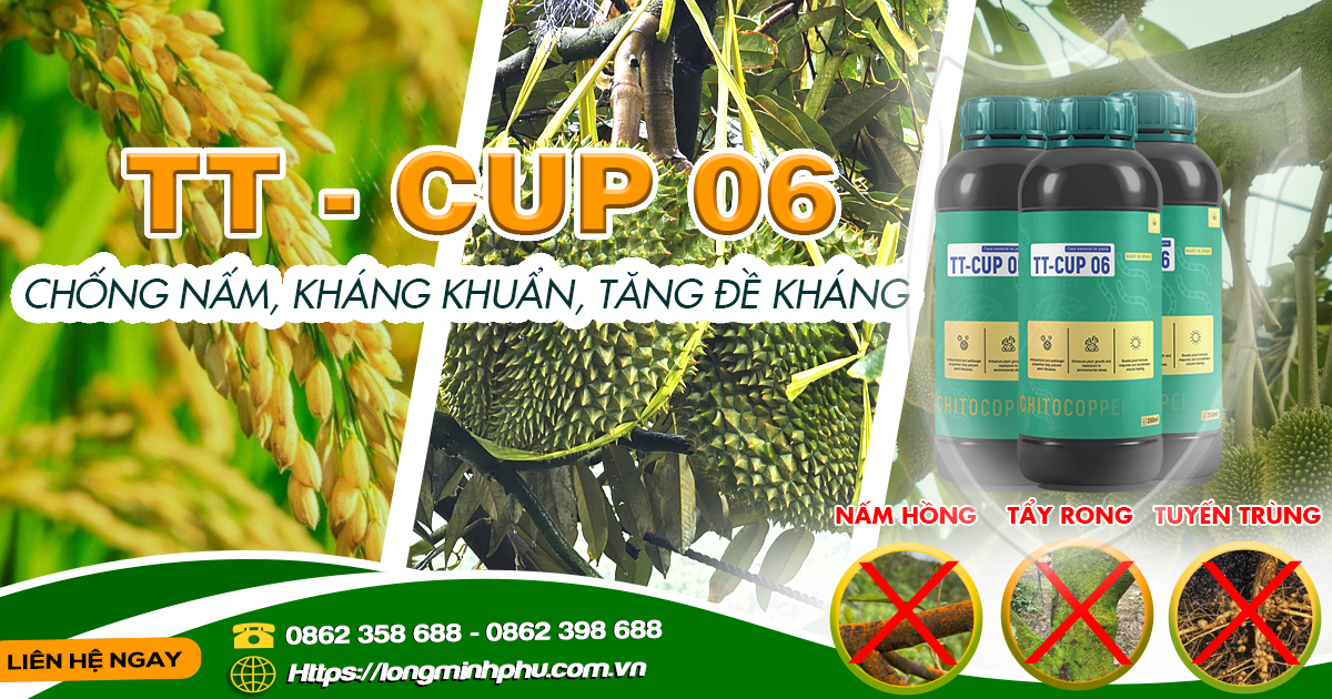 SẦU RIÊNG BỊ NẤM BỆNH