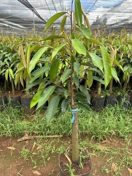 sầu riêng chậm lớn