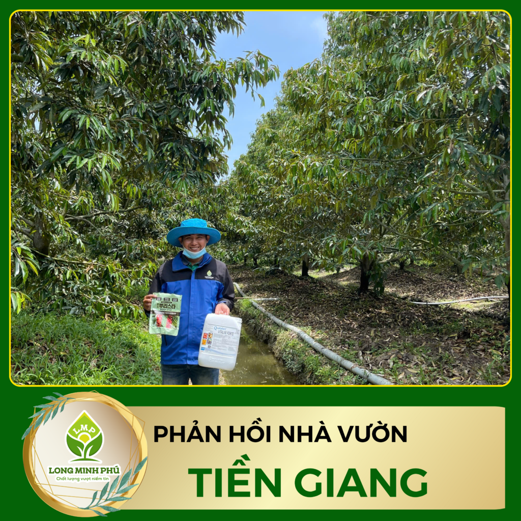 SẦU RIÊNG BỊ CHÁY LÁ