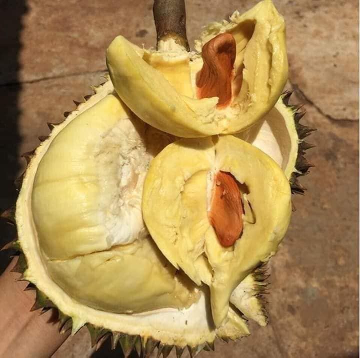 SẦU RIÊNG BỊ SƯỢNG CƠM