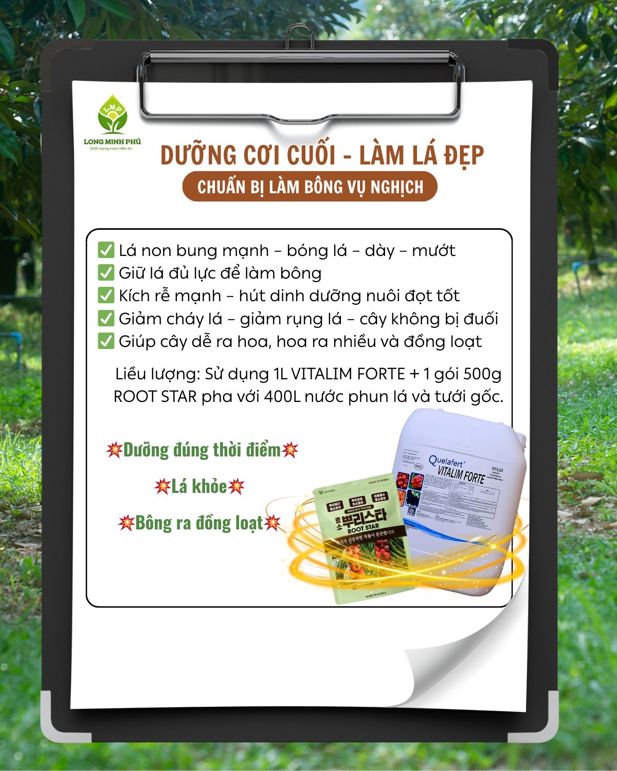 DƯỠNG CƠI CUỐI SẦU RIÊNG
