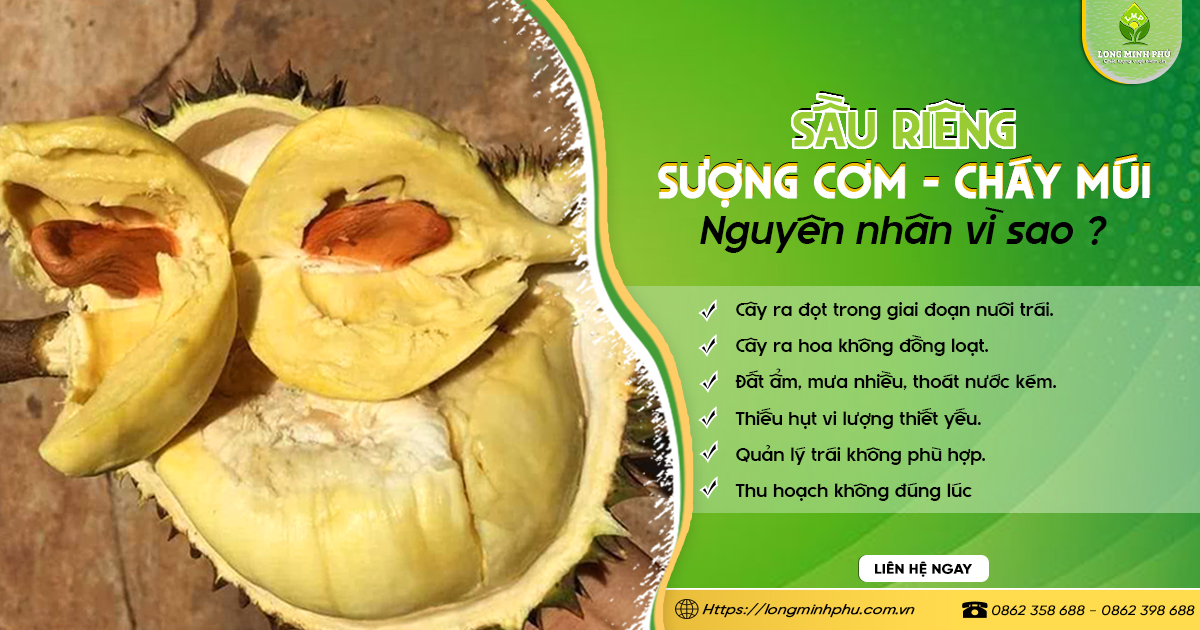 SẦU RIÊNG BỊ SƯỢNG CƠM