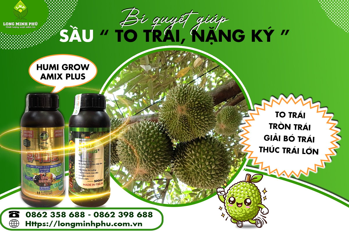 BÍ QUYẾT GIÚP SẦU RIÊNG TO TRÁI