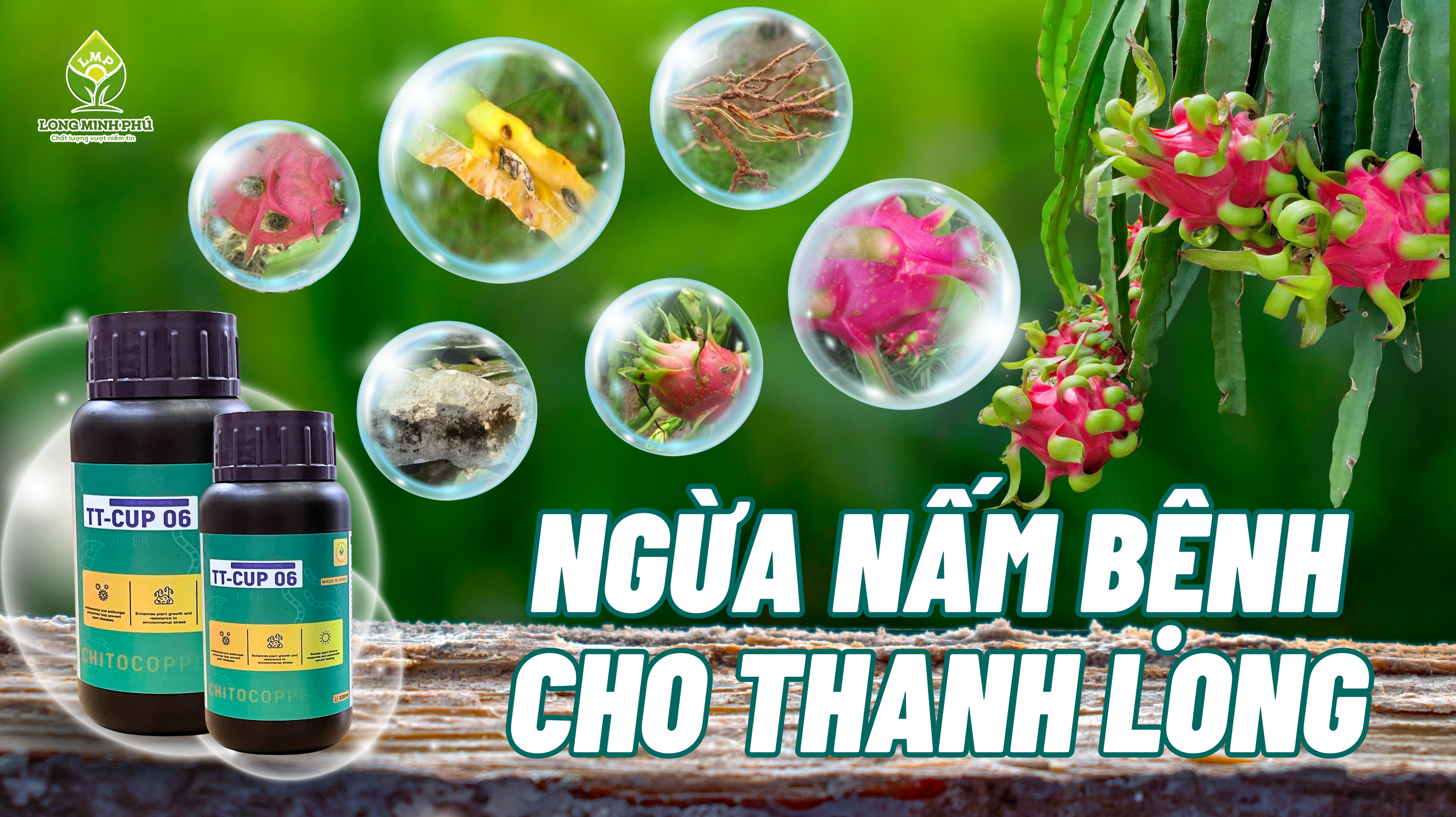 THANH LONG NHIỄM NẤM BỆNH