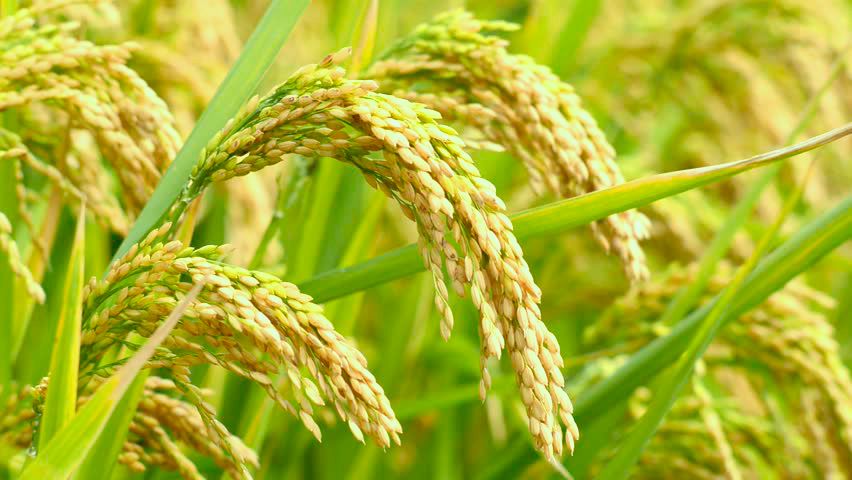 HUMI GROW