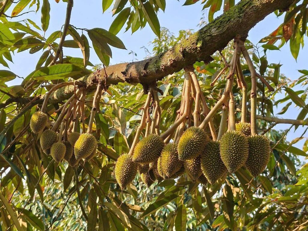 TỈA TRÁI SẦU RIÊNG