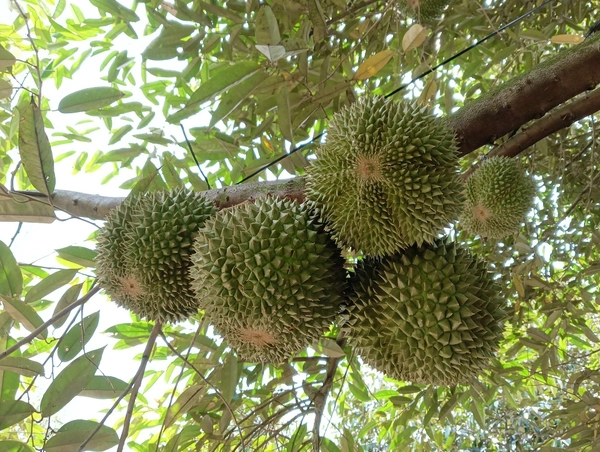 BÍ QUYẾT GIÚP SẦU RIÊNG TO TRÁI
