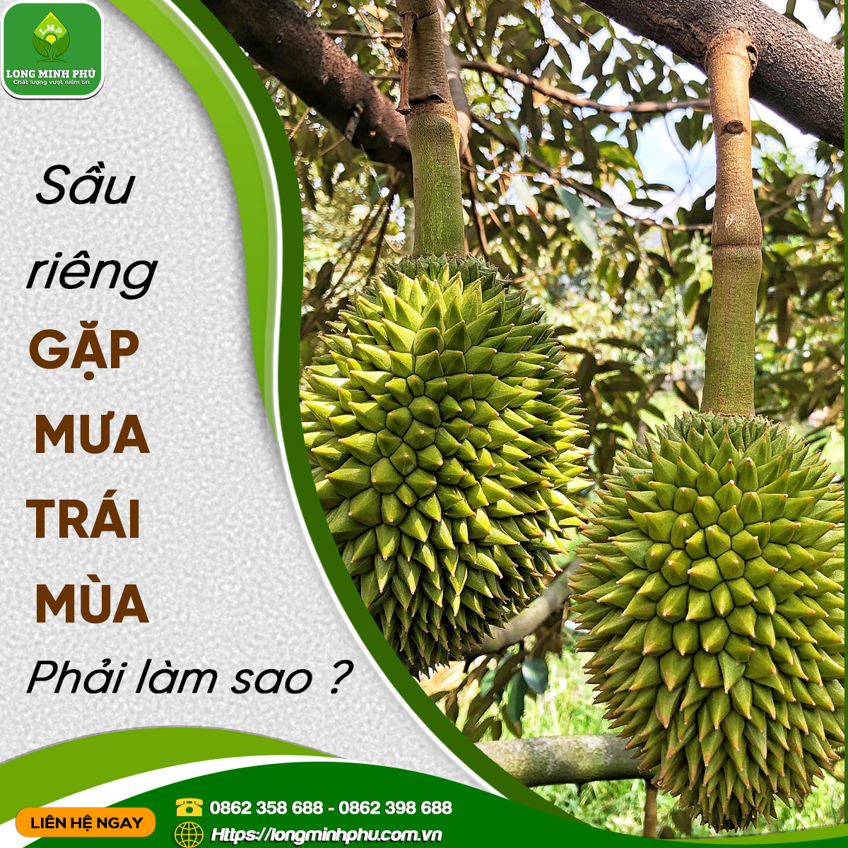 chăm sầu riêng khi gặp mưa