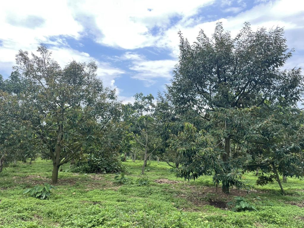sầu riêng