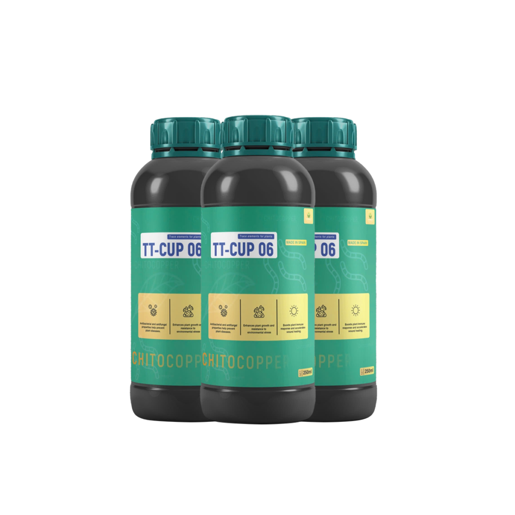 TT-CUP 06
