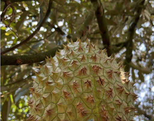 SẦU RIÊNG BỊ BỂ GAI