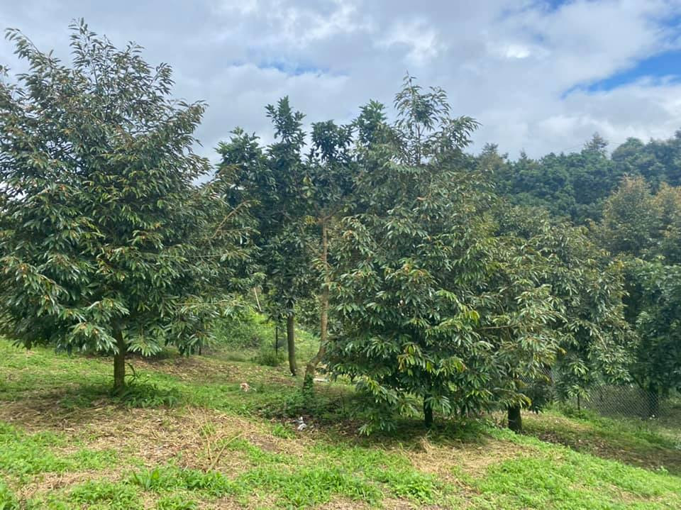 PHỤC HỒI CÂY TRỒNG