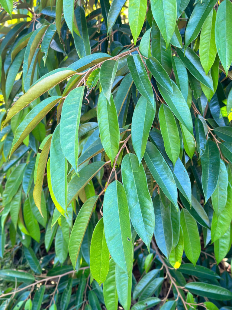 DƯỠNG CƠI CUỐI SẦU RIÊNG