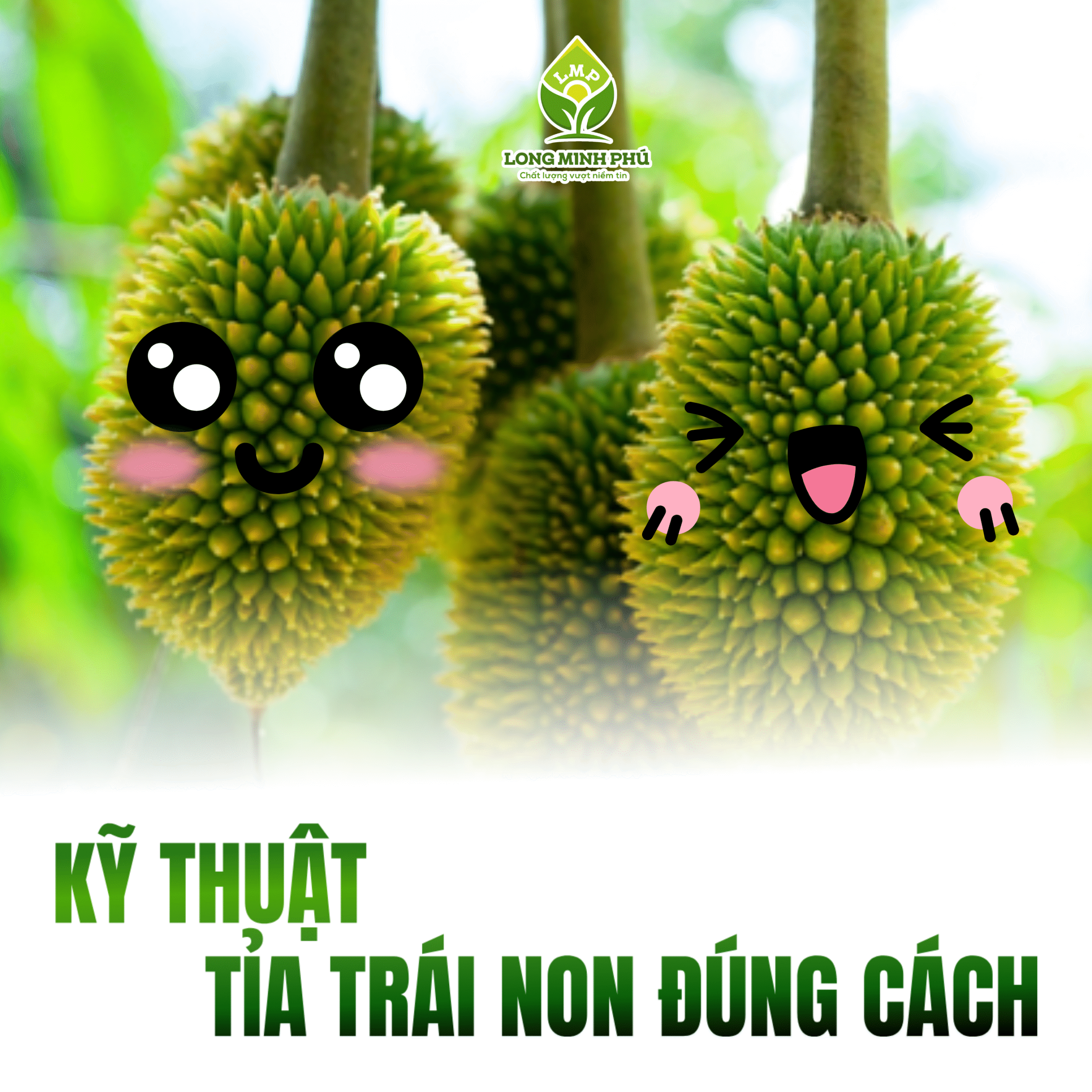 KỸ THUẬT TỈA TRÁI NON SẦU RIÊNG
