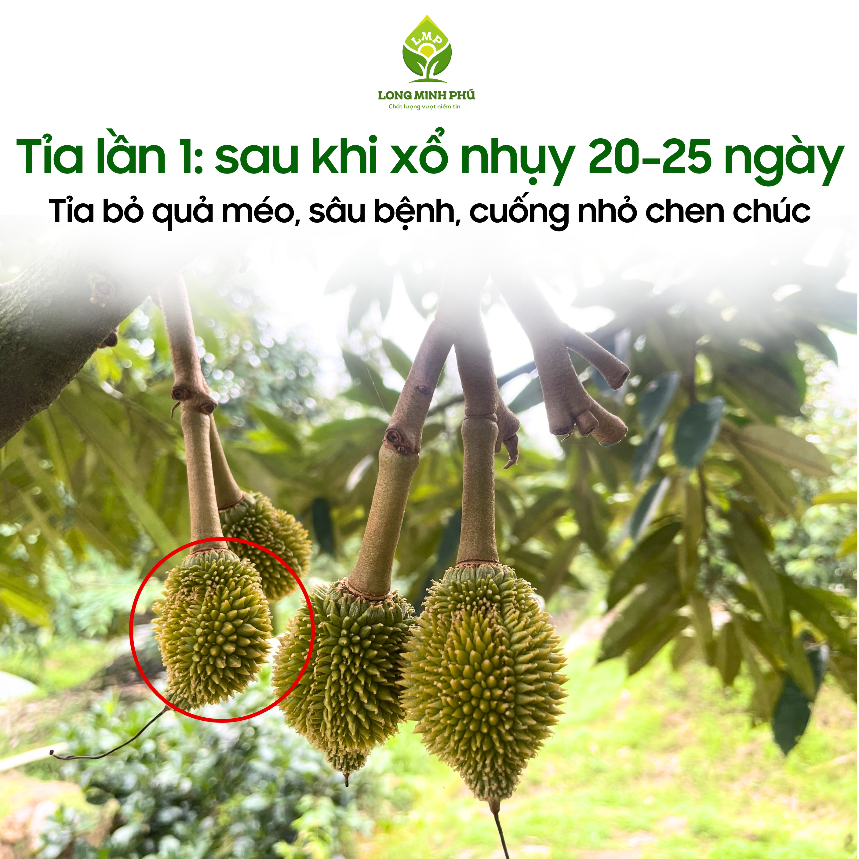 KỸ THUẬT TỈA TRÁI NON SẦU RIÊNG