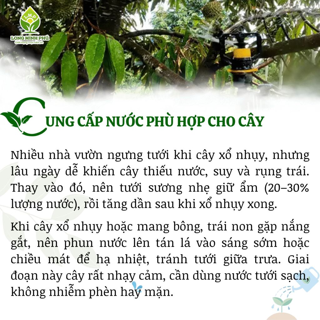 CHĂM SÓC SẦU RIÊNG GIAI ĐOẠN NUÔI TRÁI