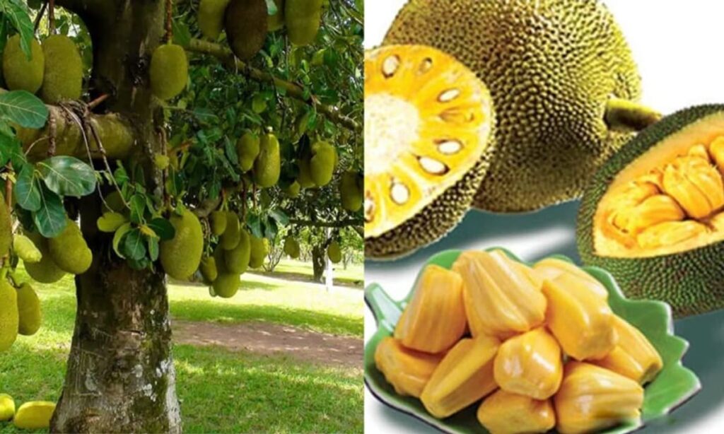 GIẢI PHÁP CHỐNG XƠ ĐEN Ở MÍT