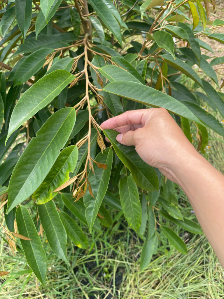GIẢI PHÁP KÍCH ĐỌT SẦU RIÊNG HIỆU QUẢ