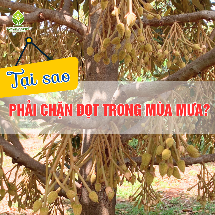 CHẶN ĐỌT TRONG MÙA MƯA