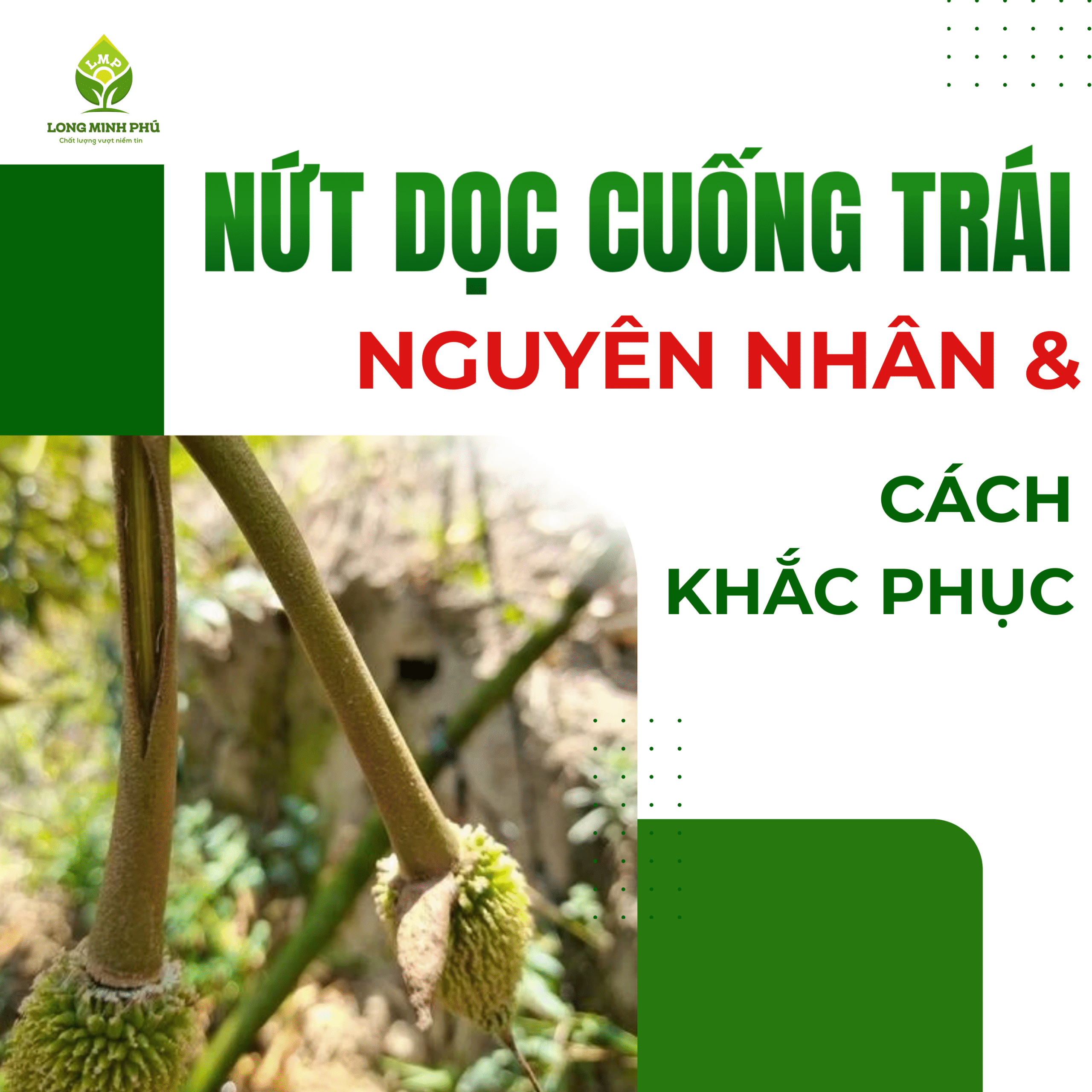 NGUYÊN NHÂN VÀ CÁCH KHẮC PHỤC NỨT DỌC CUỐNG TRÁI SẦU RIÊNG
