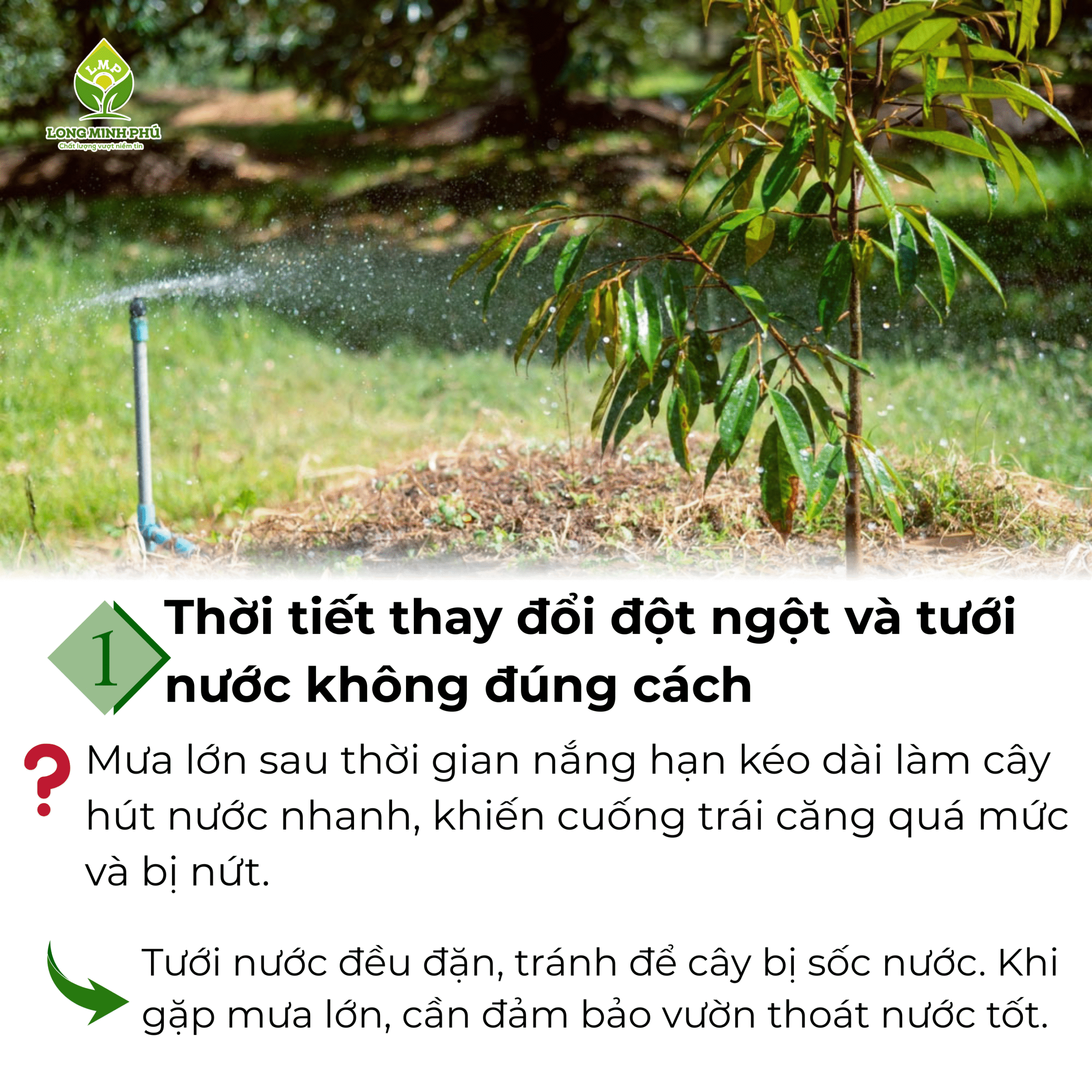 NGUYÊN NHÂN VÀ CÁCH KHẮC PHỤC NỨT DỌC CUỐNG TRÁI SẦU RIÊNG