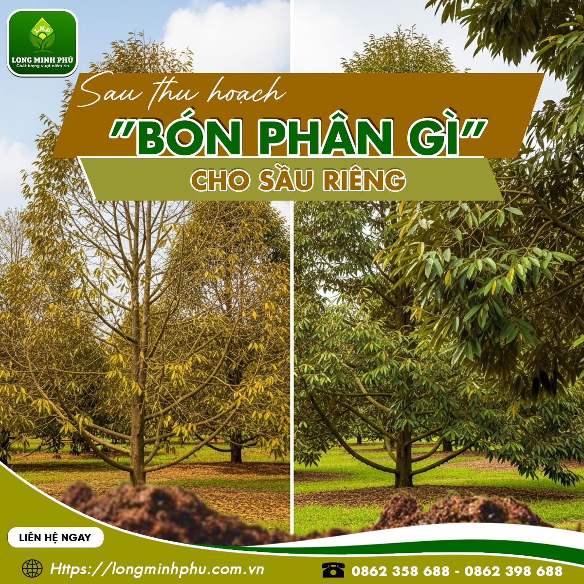 BÓN PHÂN GÌ CHO SẦU RIÊNG SAU THU HOẠCH